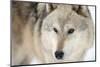 North American Timber Wolf (Canis Lupus) in Forest-Louise Murray-Mounted Premium Photographic Print