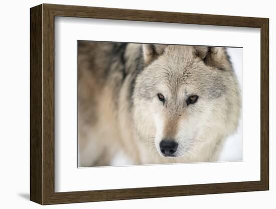 North American Timber Wolf (Canis Lupus) in Forest-Louise Murray-Framed Photographic Print