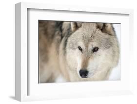 North American Timber Wolf (Canis Lupus) in Forest-Louise Murray-Framed Photographic Print