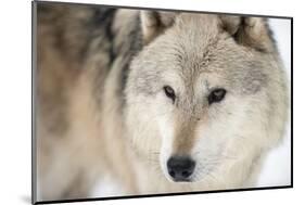 North American Timber Wolf (Canis Lupus) in Forest-Louise Murray-Mounted Photographic Print