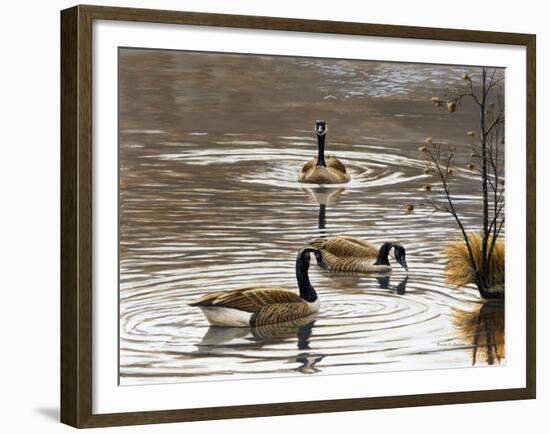 North Carolina Geese-Bruce Dumas-Framed Giclee Print