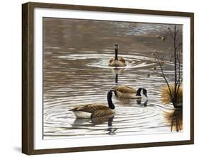 North Carolina Geese-Bruce Dumas-Framed Giclee Print