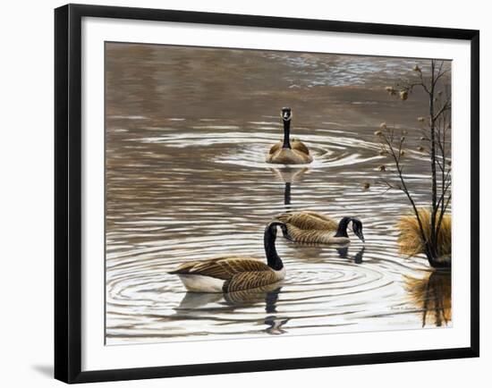 North Carolina Geese-Bruce Dumas-Framed Giclee Print