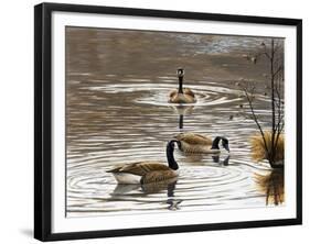 North Carolina Geese-Bruce Dumas-Framed Giclee Print