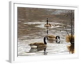 North Carolina Geese-Bruce Dumas-Framed Giclee Print