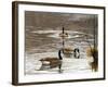 North Carolina Geese-Bruce Dumas-Framed Giclee Print