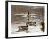 North Carolina Geese-Bruce Dumas-Framed Giclee Print