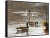 North Carolina Geese-Bruce Dumas-Framed Stretched Canvas