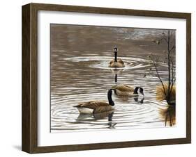North Carolina Geese-Bruce Dumas-Framed Giclee Print