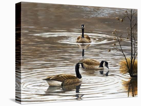 North Carolina Geese-Bruce Dumas-Stretched Canvas