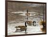 North Carolina Geese-Bruce Dumas-Framed Giclee Print