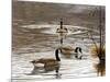 North Carolina Geese-Bruce Dumas-Mounted Giclee Print