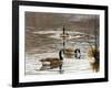 North Carolina Geese-Bruce Dumas-Framed Giclee Print