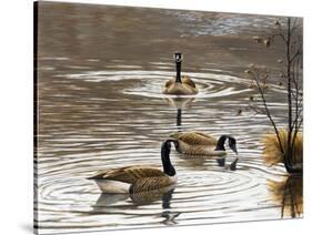 North Carolina Geese-Bruce Dumas-Stretched Canvas