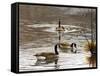 North Carolina Geese-Bruce Dumas-Framed Stretched Canvas