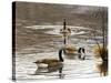 North Carolina Geese-Bruce Dumas-Stretched Canvas