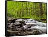North Carolina, Great Smoky Mountains National Park, Water Flows at Straight Fork Near Cherokee-Ann Collins-Framed Stretched Canvas