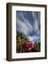 North Carolina. North Carolina. Catawba Rhododendrons and Sky-Jaynes Gallery-Framed Photographic Print