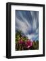 North Carolina. North Carolina. Catawba Rhododendrons and Sky-Jaynes Gallery-Framed Photographic Print