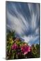 North Carolina. North Carolina. Catawba Rhododendrons and Sky-Jaynes Gallery-Mounted Photographic Print