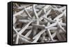 North Carolina, Outer Banks National Seashore, Corolla, Dried Starfish-Walter Bibikow-Framed Stretched Canvas