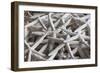 North Carolina, Outer Banks National Seashore, Corolla, Dried Starfish-Walter Bibikow-Framed Photographic Print