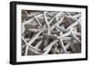 North Carolina, Outer Banks National Seashore, Corolla, Dried Starfish-Walter Bibikow-Framed Photographic Print