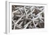 North Carolina, Outer Banks National Seashore, Corolla, Dried Starfish-Walter Bibikow-Framed Photographic Print