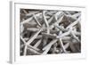 North Carolina, Outer Banks National Seashore, Corolla, Dried Starfish-Walter Bibikow-Framed Photographic Print