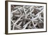 North Carolina, Outer Banks National Seashore, Corolla, Dried Starfish-Walter Bibikow-Framed Photographic Print