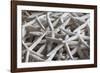 North Carolina, Outer Banks National Seashore, Corolla, Dried Starfish-Walter Bibikow-Framed Photographic Print