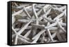 North Carolina, Outer Banks National Seashore, Corolla, Dried Starfish-Walter Bibikow-Framed Stretched Canvas