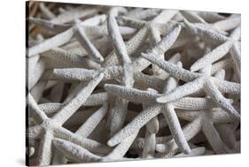 North Carolina, Outer Banks National Seashore, Corolla, Dried Starfish-Walter Bibikow-Stretched Canvas