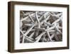 North Carolina, Outer Banks National Seashore, Corolla, Dried Starfish-Walter Bibikow-Framed Photographic Print