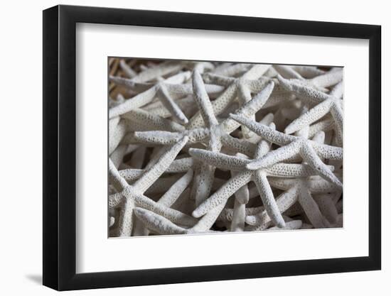 North Carolina, Outer Banks National Seashore, Corolla, Dried Starfish-Walter Bibikow-Framed Photographic Print