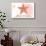 North Carolina - Starfish - Coral - Coastal Icon-Lantern Press-Stretched Canvas displayed on a wall