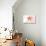 North Carolina - Starfish - Coral - Coastal Icon-Lantern Press-Stretched Canvas displayed on a wall