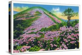 North Carolina - View of Purple Rhododendron in Bloom Near Blue Ridge Parkway-Lantern Press-Stretched Canvas