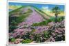 North Carolina - View of Purple Rhododendron in Bloom Near Blue Ridge Parkway-Lantern Press-Mounted Art Print