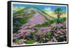 North Carolina - View of Purple Rhododendron in Bloom Near Blue Ridge Parkway-Lantern Press-Framed Stretched Canvas