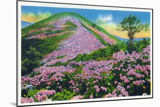 North Carolina - View of Purple Rhododendron in Bloom Near Blue Ridge Parkway-Lantern Press-Mounted Art Print