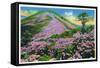 North Carolina - View of Purple Rhododendron in Bloom Near Blue Ridge Parkway-Lantern Press-Framed Stretched Canvas