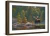 North Country Moose-Bruce Miller-Framed Giclee Print