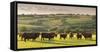 North Devon Red Ruby Cattle Herd Grazing in the Rolling Countryside, Black Dog, Devon-Adam Burton-Framed Stretched Canvas