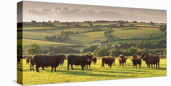 North Devon Red Ruby Cattle Herd Grazing in the Rolling Countryside, Black Dog, Devon-Adam Burton-Stretched Canvas