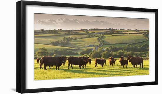 North Devon Red Ruby Cattle Herd Grazing in the Rolling Countryside, Black Dog, Devon-Adam Burton-Framed Photographic Print