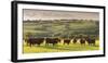 North Devon Red Ruby Cattle Herd Grazing in the Rolling Countryside, Black Dog, Devon-Adam Burton-Framed Photographic Print