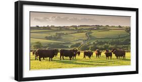 North Devon Red Ruby Cattle Herd Grazing in the Rolling Countryside, Black Dog, Devon-Adam Burton-Framed Photographic Print