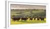 North Devon Red Ruby Cattle Herd Grazing in the Rolling Countryside, Black Dog, Devon-Adam Burton-Framed Photographic Print