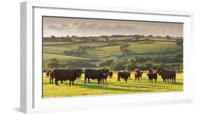 North Devon Red Ruby Cattle Herd Grazing in the Rolling Countryside, Black Dog, Devon-Adam Burton-Framed Photographic Print